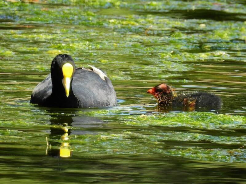 White-winged Coot