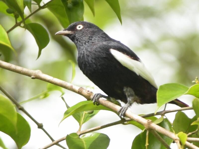 Cotinga alibianche, Foto 4