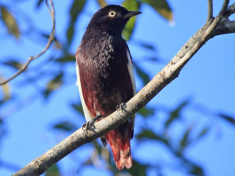 Cotinga alibianche, Foto 3