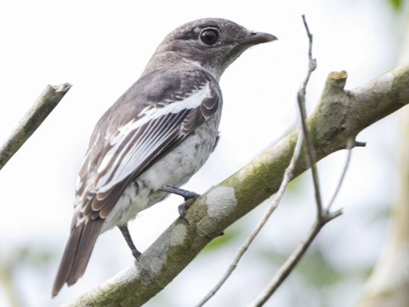 Cotinga alibianche, Foto 2