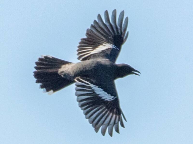 White-winged Cuckooshrike, Photos 2