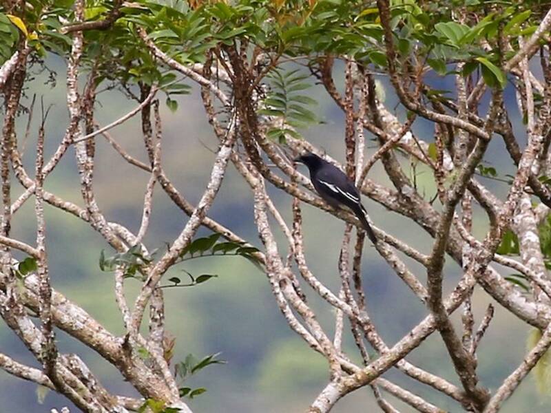 White-winged Cuckooshrike, Photos 3