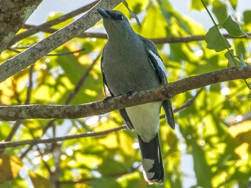 White-winged Cuckooshrike, Photos 1