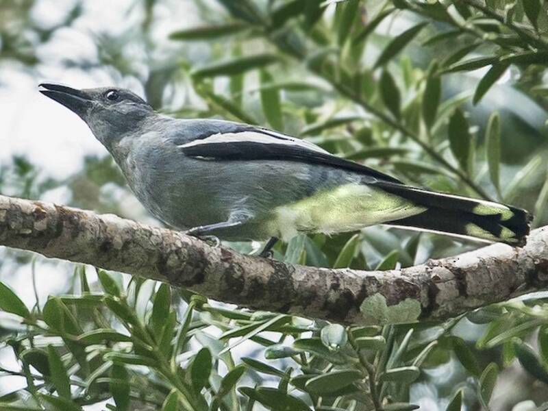 White-winged Cuckooshrike, Photos 4