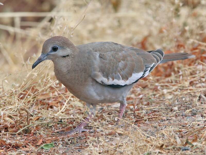 White-winged Dove (Zenaida asiatica)
