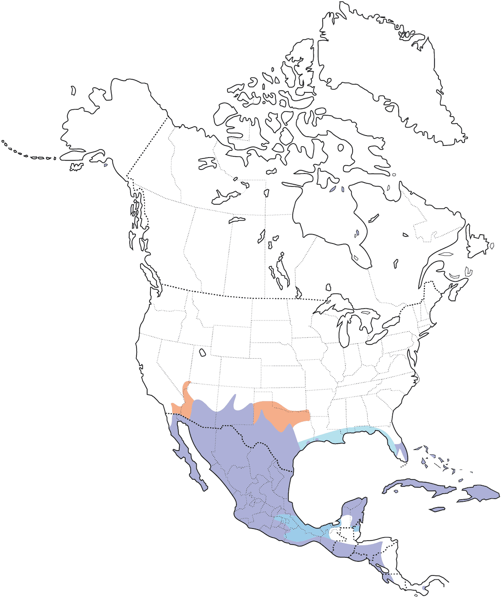 Paloma Aliblanca, Distribución 1