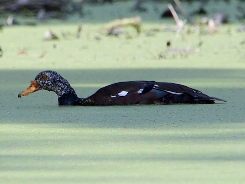 Anatra alibianche, Foto 3