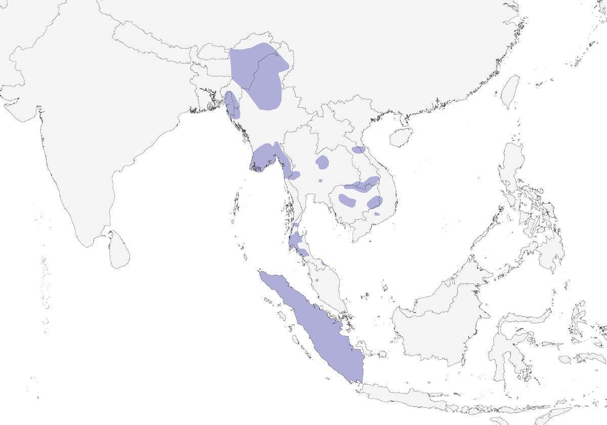 Anatra alibianche, Distribuzione 1