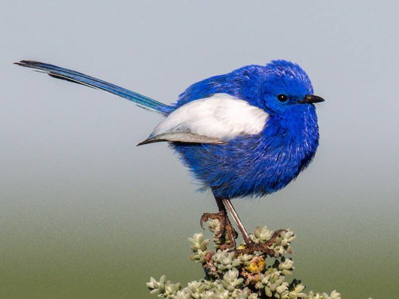 White-winged Fairywren (Malurus leucopterus)