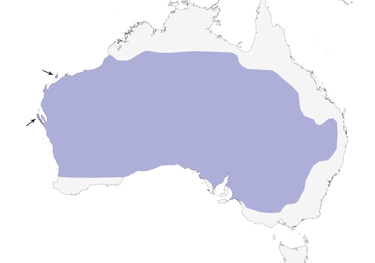 Maluro Aliblanco, Distribución 1