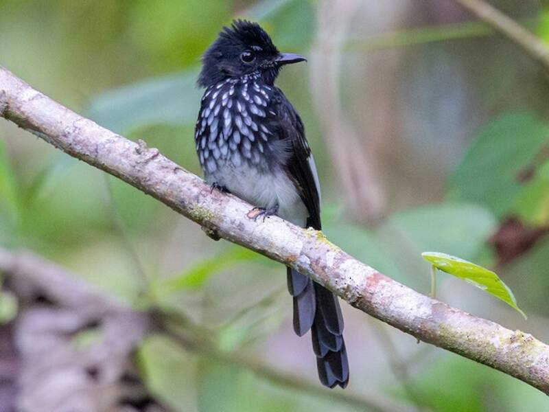White-winged Fantail, Photos 2