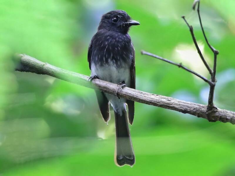 White-winged Fantail, Photos 3