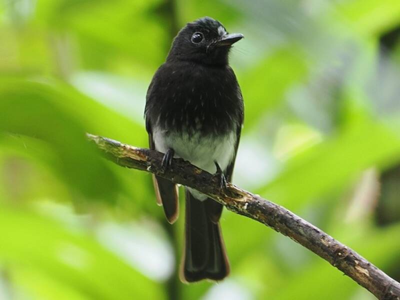 White-winged Fantail, Photos 4