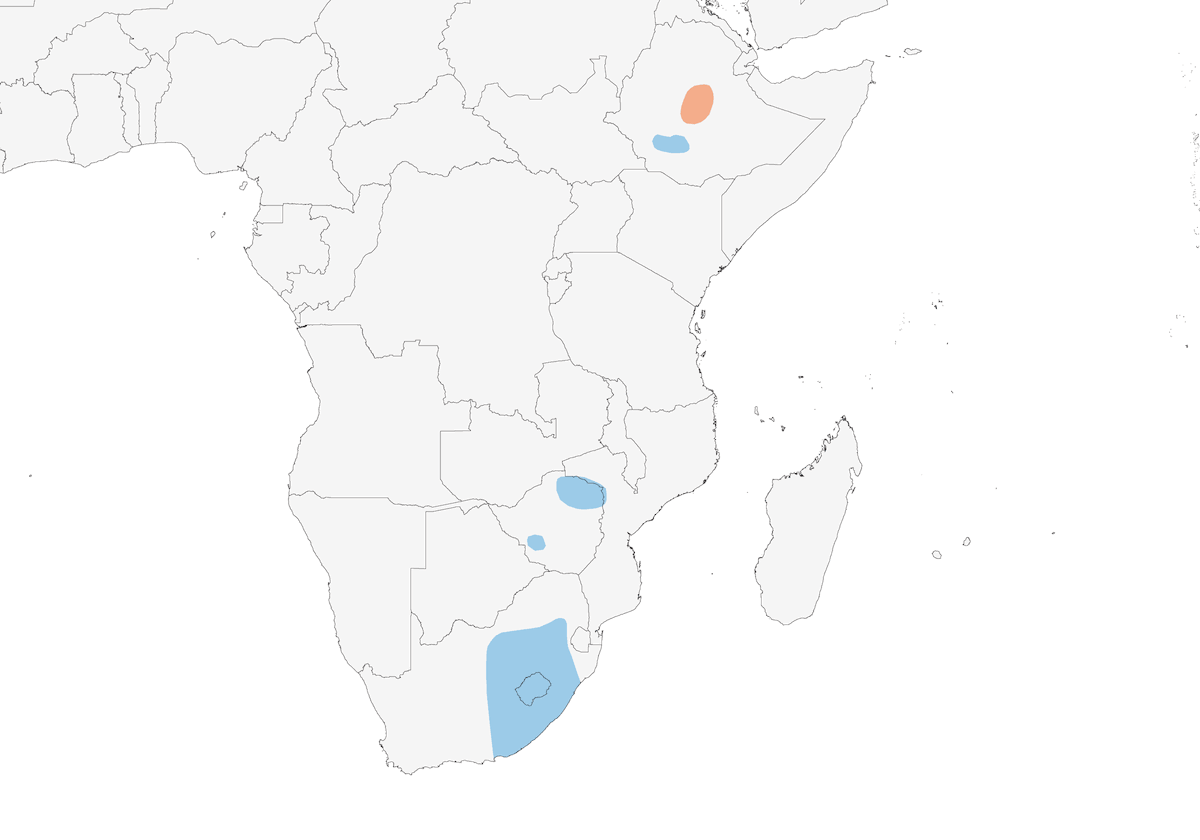 Ruiseñorín aliblanco, Distribución 1