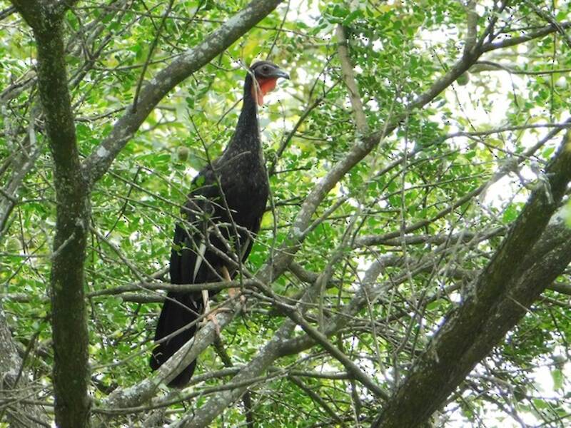 Guan alibianche, Foto 4