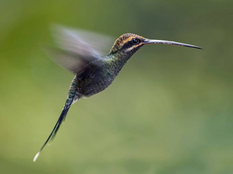 White-whiskered Hermit, Photos 4