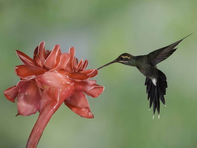 White-whiskered Hermit, Photos 2