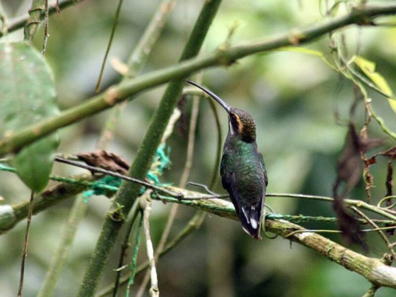 White-whiskered Hermit