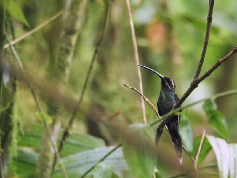 White-whiskered Hermit, Photos 3