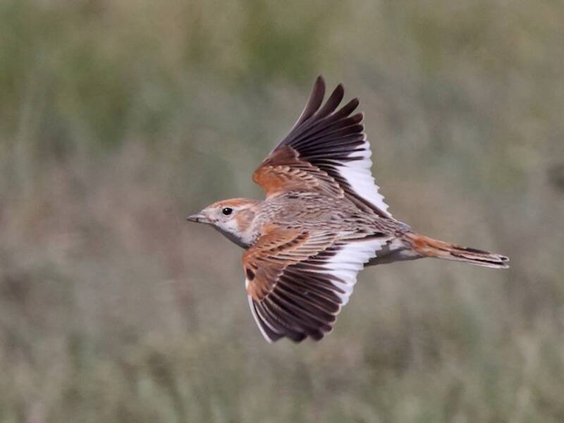 White-winged Lark