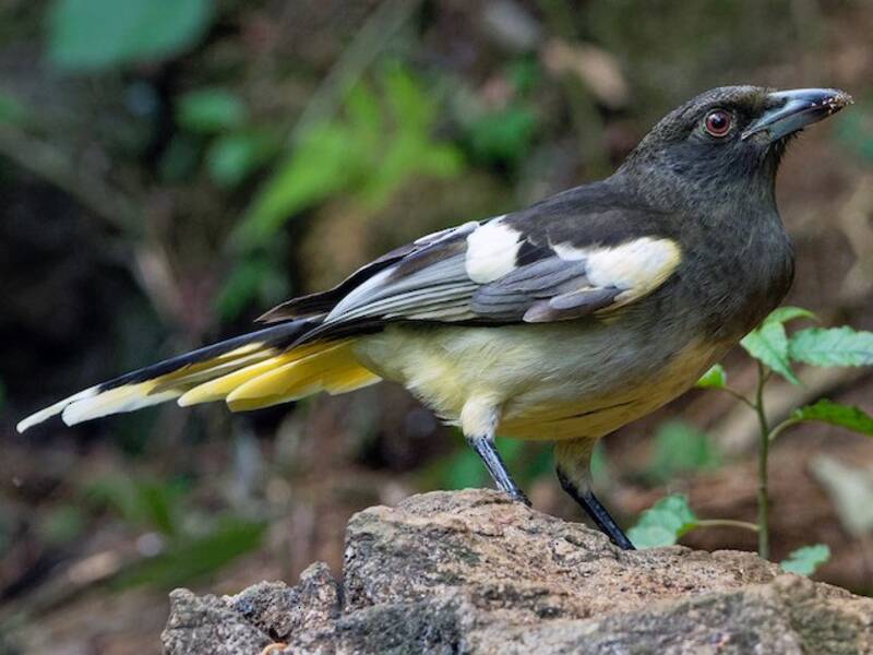 White-winged Magpie