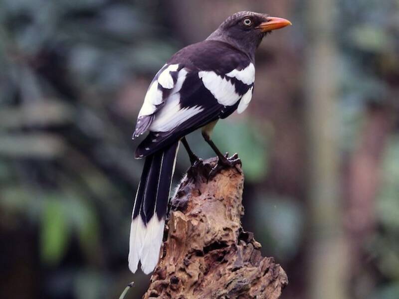 White-winged Magpie, Photos 3