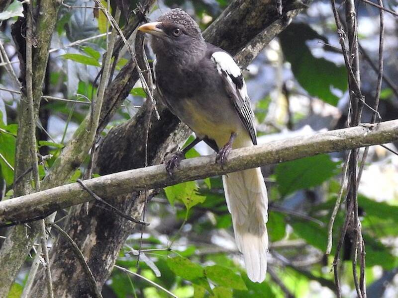 White-winged Magpie, Photos 2
