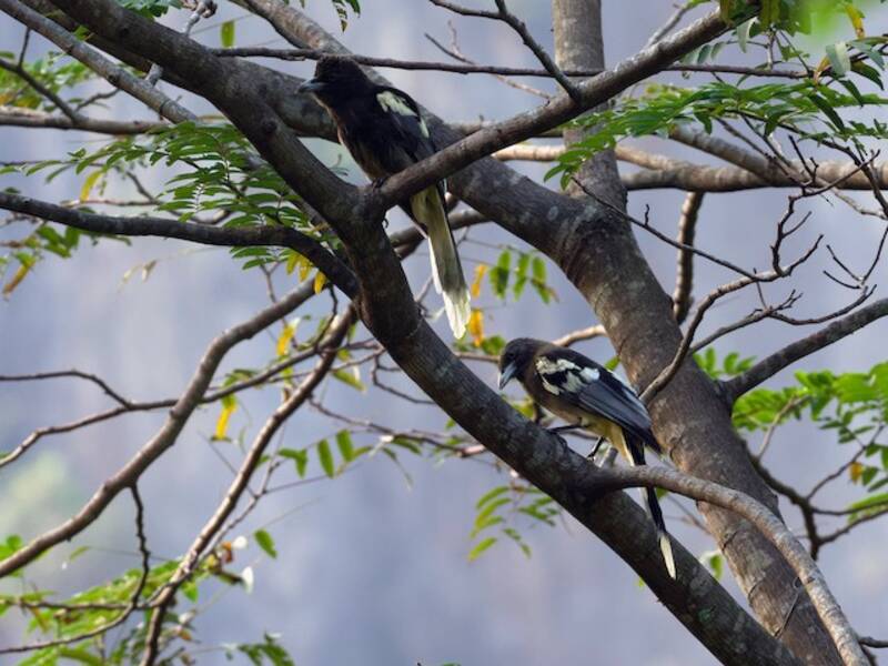 White-winged Magpie, Photos 4