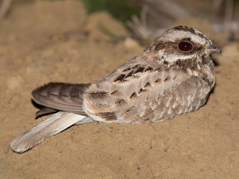 White-winged Nightjar, Photos 3