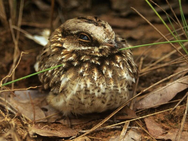 White-winged Nightjar, Photos 2