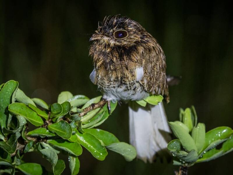 White-winged Nightjar