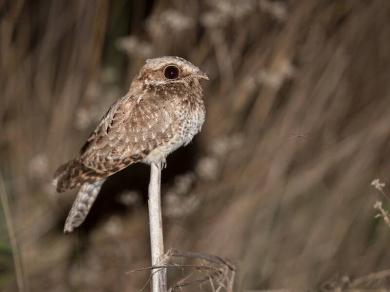 White-winged Nightjar, Photos 4