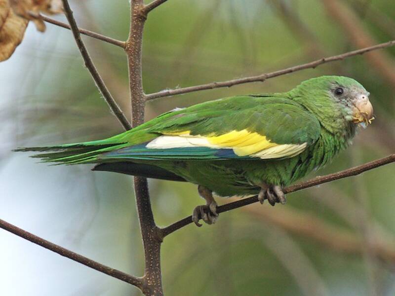 Perico Aliblanco, Fotos 3