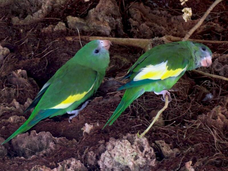 Perico Aliblanco
