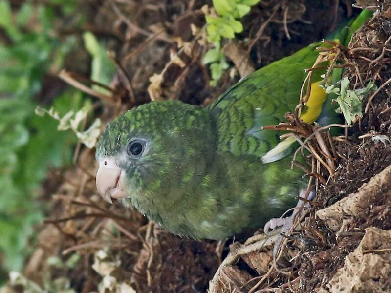 Perico Aliblanco, Fotos 4