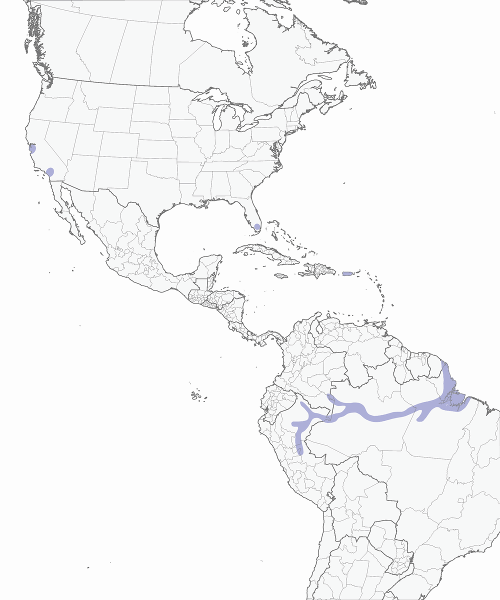 Perico Aliblanco, Distribución 1