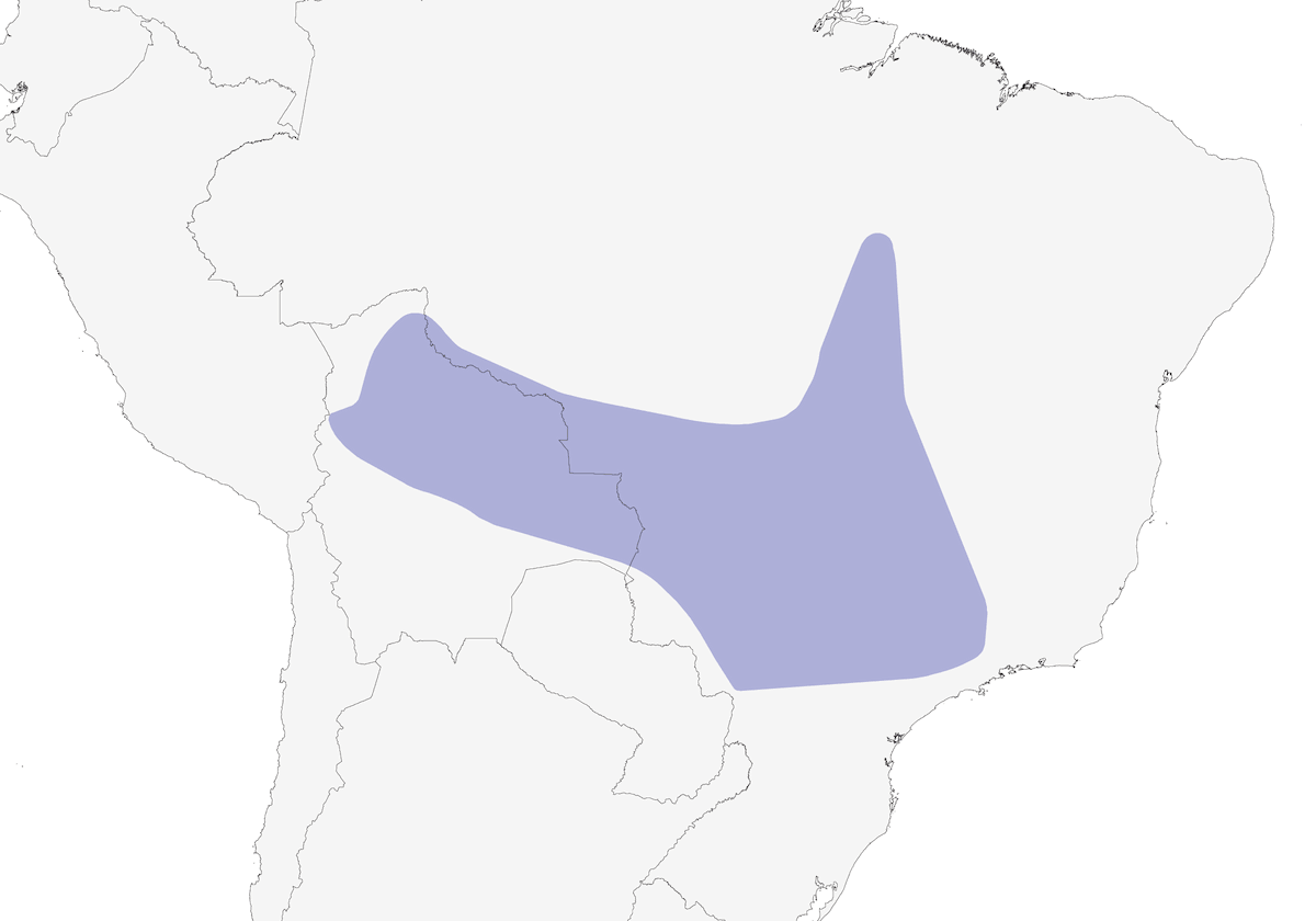 Picochiquito Cuneado, Distribución 1