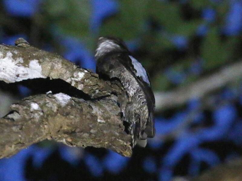 White-winged Potoo