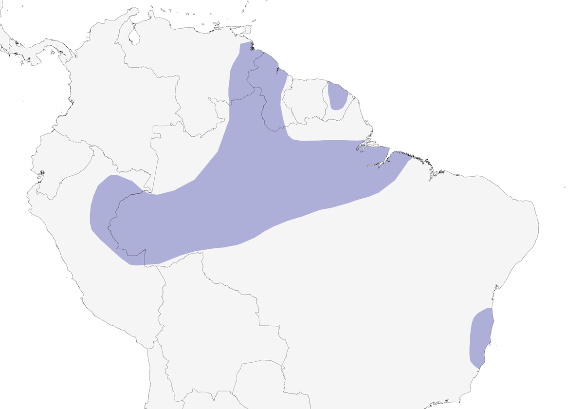 Nictibio Aliblanco, Distribución 1