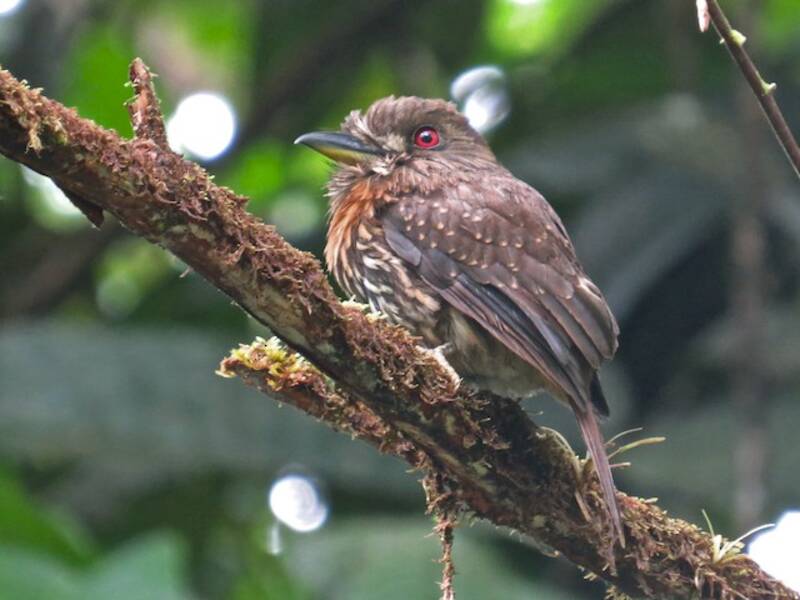 White-whiskered Puffbird, Photos 3