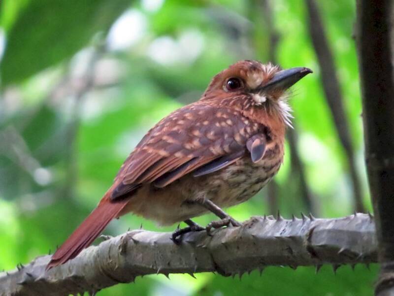 White-whiskered Puffbird, Photos 4