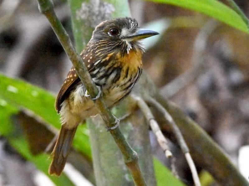 White-whiskered Puffbird