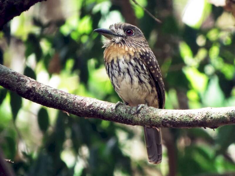 White-whiskered Puffbird, Photos 2
