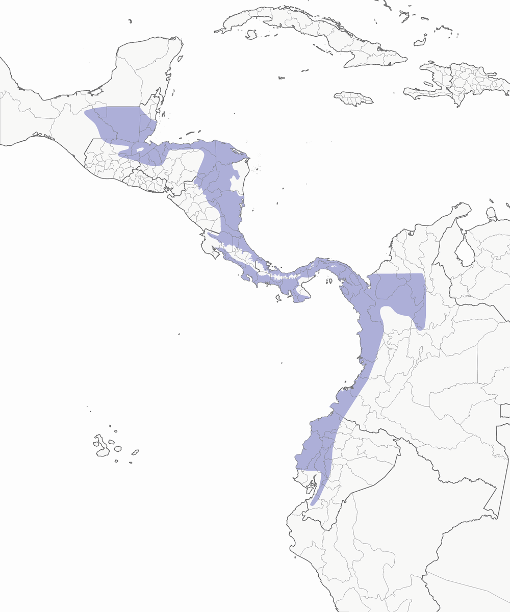 White-whiskered Puffbird, Distribution 1