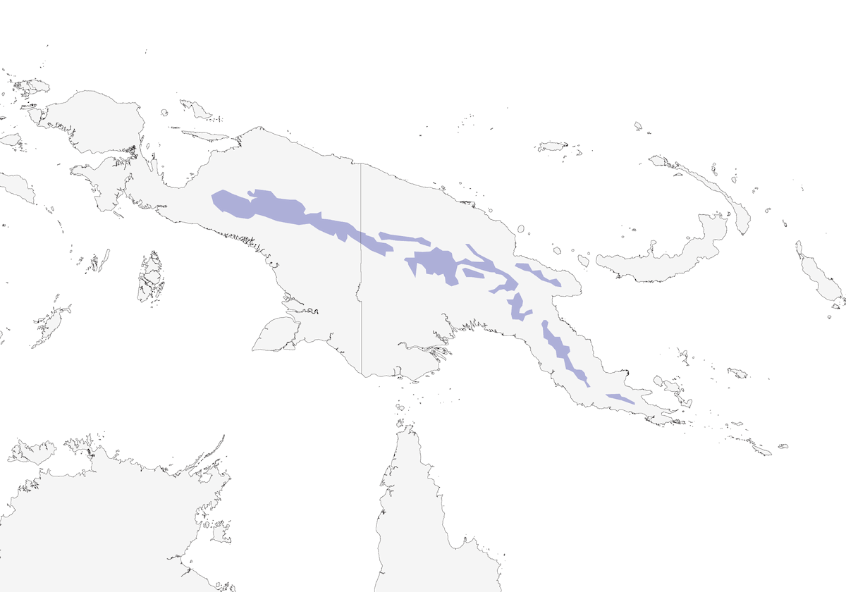 Petirrojo Aliblanco, Distribución 1