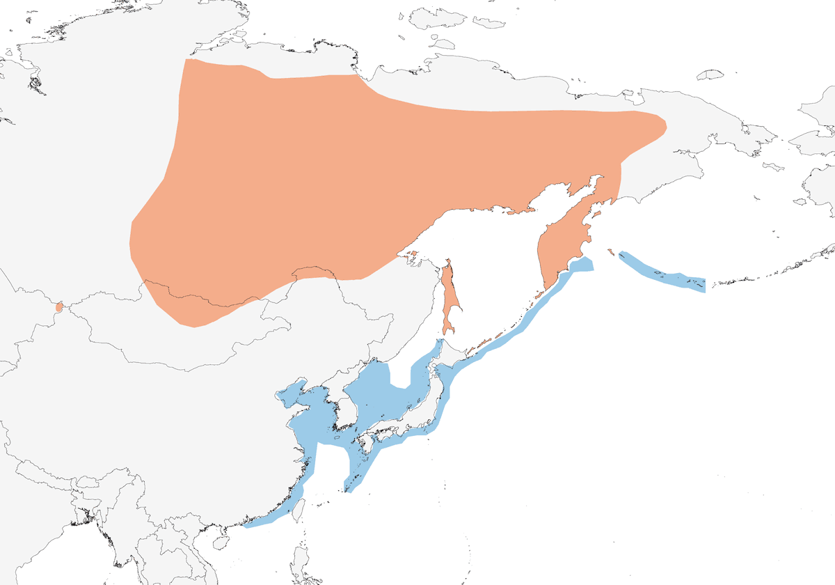 Orco marino di Stejneger, Distribuzione 1
