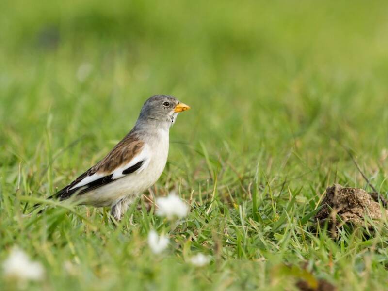 White-winged Snowfinch, Photos 2