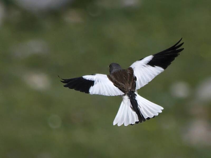 White-winged Snowfinch, Photos 4