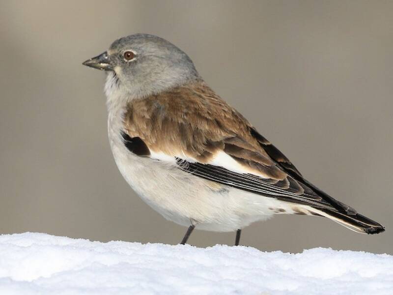 White-winged Snowfinch, Photos 3
