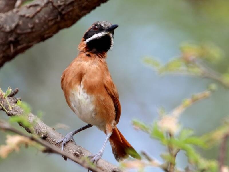 White-whiskered Spinetail, 照片 4